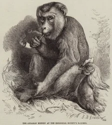 El Mono de Andamán en los Jardines de la Sociedad Zoológica